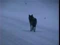 national-geographic-channel-a-man-among-wolves-trailer.html