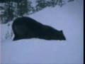 Wild-Wolves-in-Canad