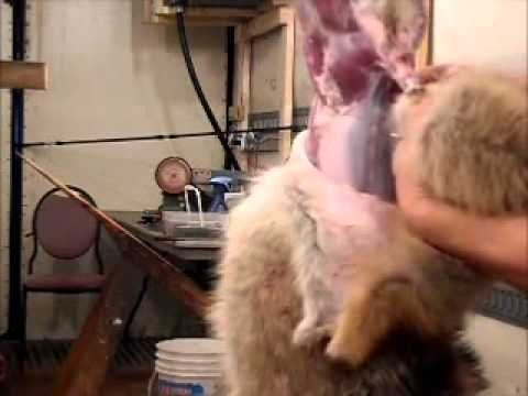 how to properly skin a coyote