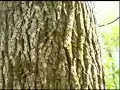 Ash Tree with Morels growing under it