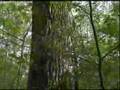 Ash Tree with Morels growing under it
