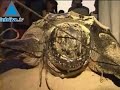 Lynchage d'une tortue de mer géante sur la plage de Gaza.