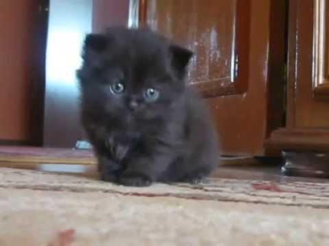 See video