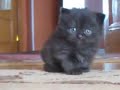Saddest Cat Ever