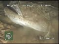 Monkfish kill and eat a coalfish North Sea