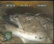 Monkfish kill and eat a coalfish North Sea