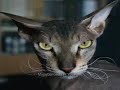 Eerie Cats Optical Illusion Eerie Cats Optical Illusion