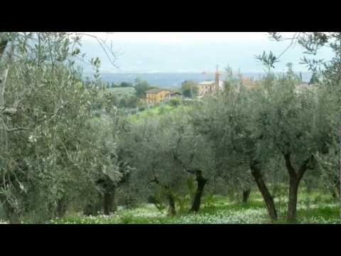 how to extract olive oil