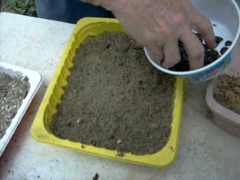 how to grow amaryllis