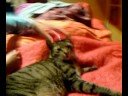 il mio gatto col cappello rosso