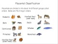 Mammal Classification