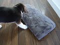 Kaiser The Beagle - Beagle Puppy Playing With His Cushion