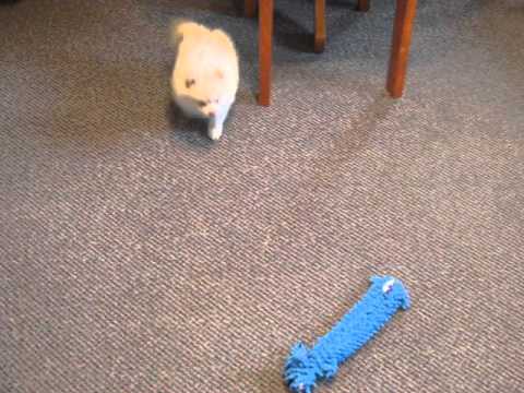 This little cutie loves to play