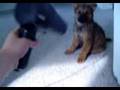 Dog VS. Hair Dryer