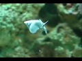 55 gallon reef aquarium