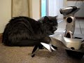 Roboquad VS. Cat Roboquad VS. Cat