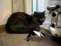 Roboquad-VS-Cat
