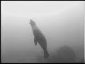 california-sea-lions-chewing-rocks.html