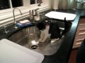 Cat Tries To Outsmart Water Drops
