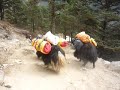 Yak train in Khumbu Valley Yak train in Khumbu Valley