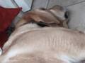 videos de Re: Farting Bunny Rabbit - Sadie has no manners! Re: バニーガール〔ウサギ〕のウサギのおならをして-セイディはやり方を持っていません！