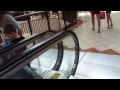 Click here to watch this video SchindlerHaughton Escalator at Willow Grove Park Mall In Willow Grove, Pa