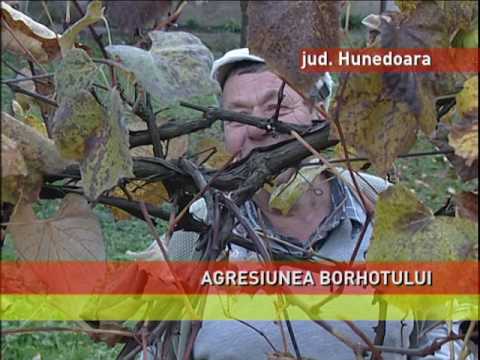 Poluare cu borhot, în județul Hunedoara