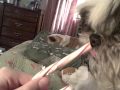 Oscar and the candy cane