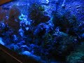 my aquarium my aquarium