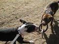 BULL TERRIER VS. PIT BULL