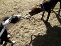 BULL TERRIER VS. PIT BULL