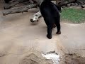 Kacey the sun bear at the zoo Kacey the sun bear at the zoo