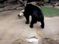 Kacey the sun bear at the zoo