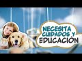 Mascotas y perros!
