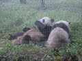 China (Sichuan, Xian, Luoyang, Beijing, Qingdao) 2005