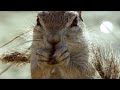 Ground Squirrels tease a Cape Cobra - Wild Africa - BBC