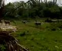 MY Kampung Brisu "kerbau" -water buffalo and "bangau"-stork