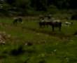 MY Kampung Brisu kerbau -water buffalo and bangau-stork