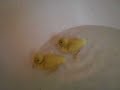 ducklings in the bath ducklings in the bath