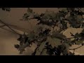 Tit Attack!