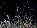 grassmovie by filmer j, soundtrack by klinger j, 2007
