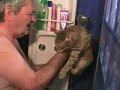 shushu the cat, a 2-year old mackarel tabby from timisoara, romania, is being washed by radu.