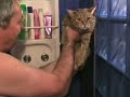 shushu the cat, a 2-year old mackarel tabby from timisoara, romania, is being washed by radu.