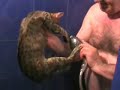 shushu the cat, a 2-year old mackarel tabby from timisoara, romania, is being washed by radu.