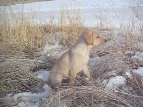 Labrador Puppy “Drake” Meets First Pheasant with “Kitty”
