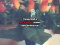 s�ga moriszik  ile maurice