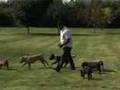 Documetaire Amstaff