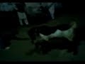 Tafree WiTh Bakra AT AncHoli.. ! :) Tafree WiTh Bakra AT AncHoli.. ! :)