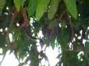macaquinhos 1