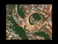 probiotic probiotic